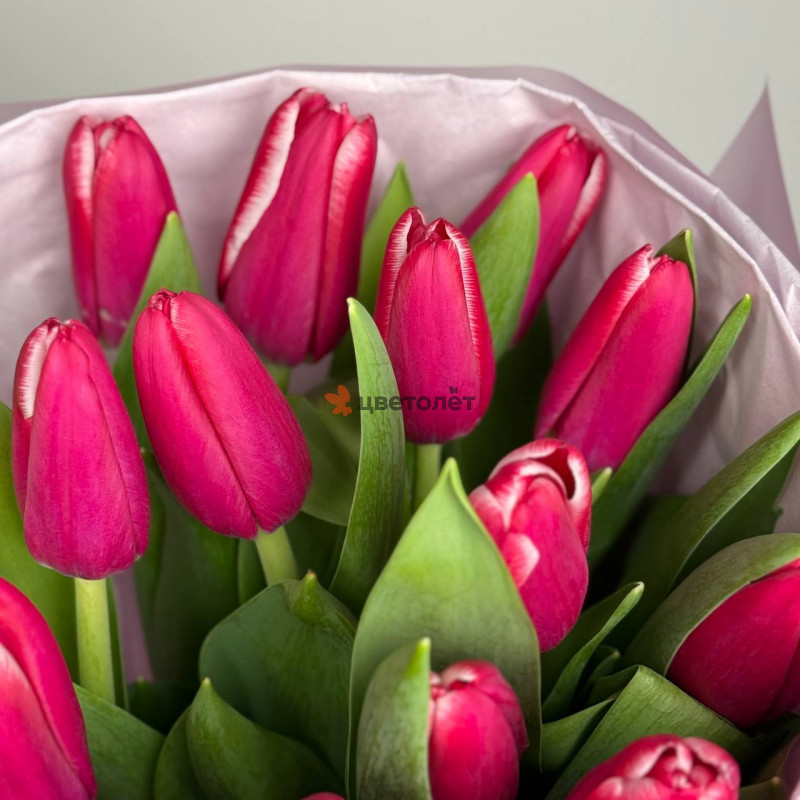 Малиновые тюльпаны, 15 шт